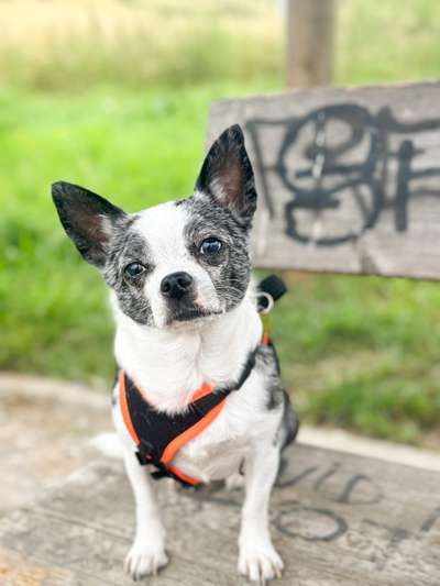 Wie kamst du zu deinem Hund?-Beitrag-Bild