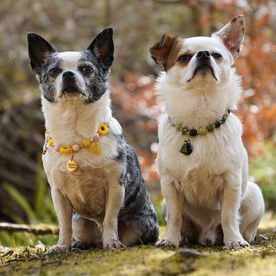 Hundetreffen-Wanderlust in Eisenach und Wartburgkreis-Bild