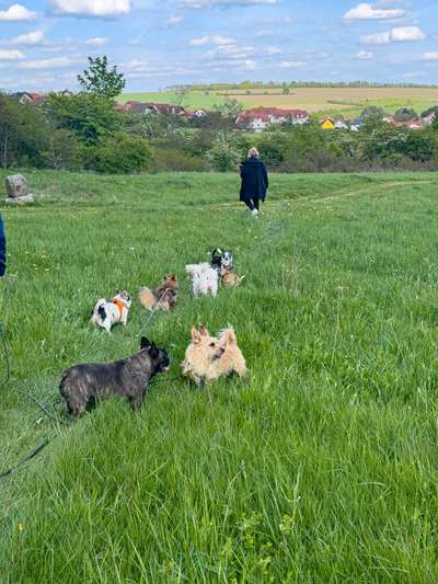 Hundetreffen-Schöne gemütliche Gassirunde und quatschen(mit WA Gruppe)-Bild