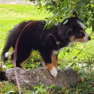 Hundetreffen-Spielrunde und gemeinsames Training-Bild