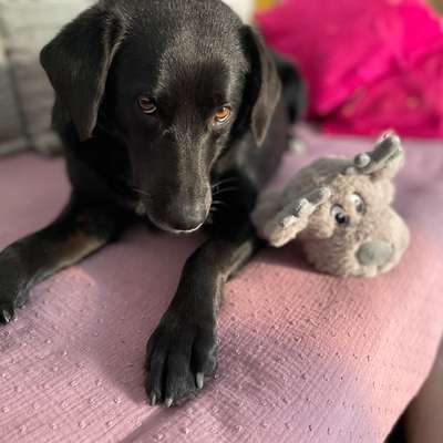 Hundetreffen-Naomi sucht Kumpel oder Kumpeline-Bild