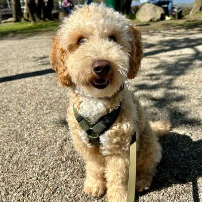 Hundetreffen-Spielpartner gesucht-Bild