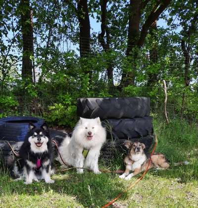 Die Dogorama Monats Challenge "Es grünt und blüht"-Beitrag-Bild