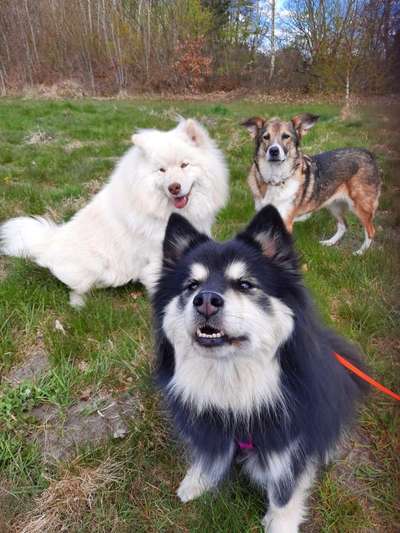 Rassen und ihre Eigenschaften-Beitrag-Bild