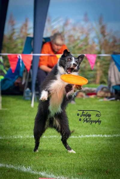 43. Fotochallenge-Zeigt mir eure Ball oder Frisbee verrueckten Hunde-Beitrag-Bild
