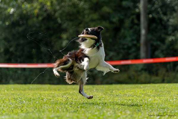 Challenge Nr. 16         Dynamik - Dein Hund in Bewegung-Beitrag-Bild