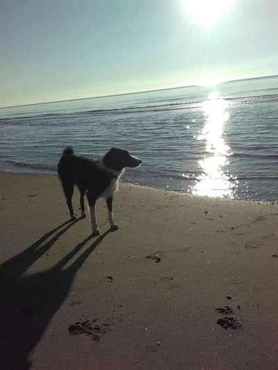 Hunde im Urlaub-Beitrag-Bild