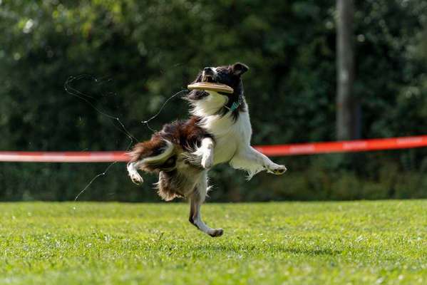 DogFrisbee-Beitrag-Bild