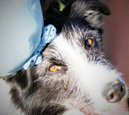 CHALLENGE NR. 19 - Der Hundeblick-Beitrag-Bild