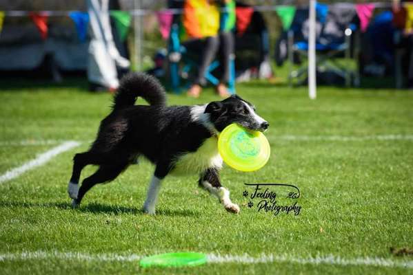 Sport mit hund-Beitrag-Bild