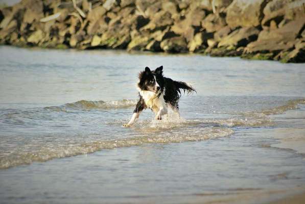 Hunde im Urlaub-Beitrag-Bild