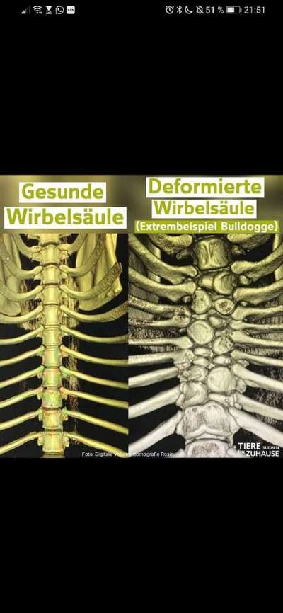 Brachycephale Hunderassen-Beitrag-Bild