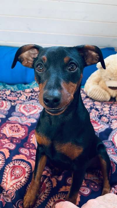 Wo sind die Zwergpinscher?-Beitrag-Bild