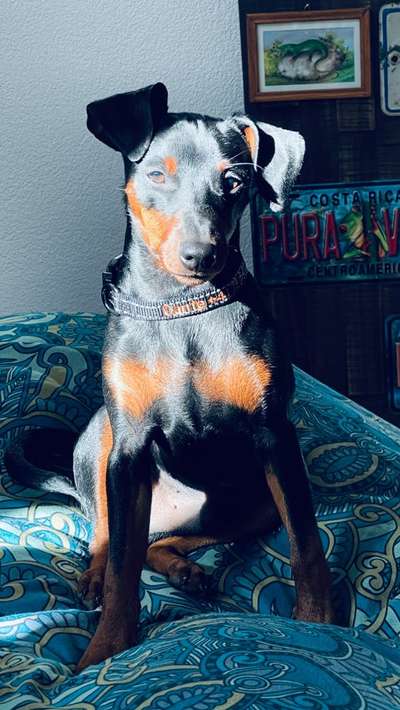 Wo sind die Zwergpinscher?-Beitrag-Bild