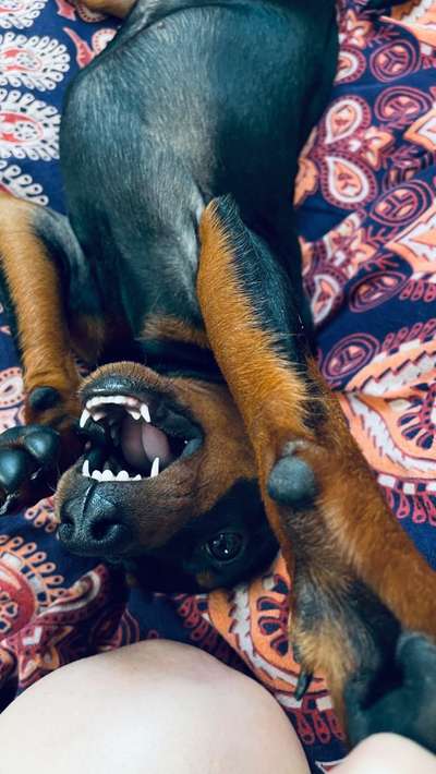Wo sind die Zwergpinscher?-Beitrag-Bild