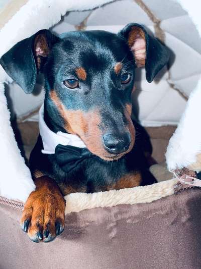 Wo sind die Zwergpinscher?-Beitrag-Bild