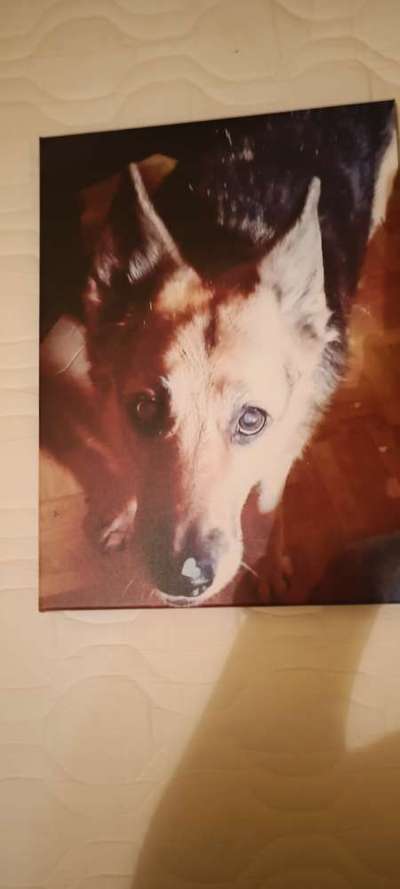 Deutsche Schäferhunde, Belgische Schäferhunde.-Beitrag-Bild