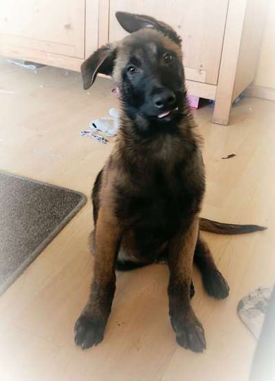 Deutsche Schäferhunde, Belgische Schäferhunde.-Beitrag-Bild