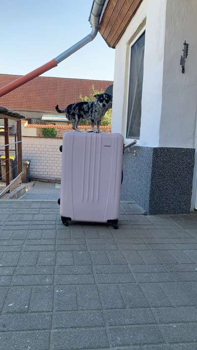 Dogorama Photo Challenge - Hündische Haushaltshilfe-Beitrag-Bild