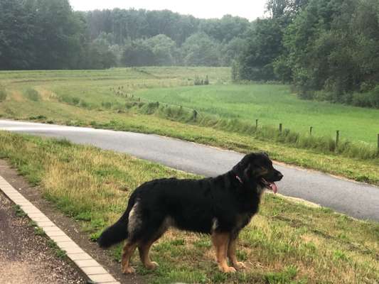 Schäferhund-Beitrag-Bild