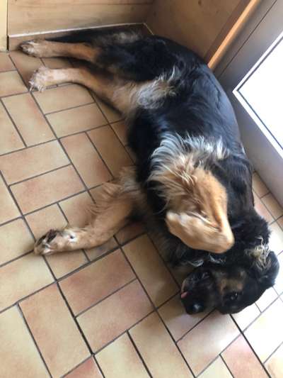 Schäferhund-Beitrag-Bild