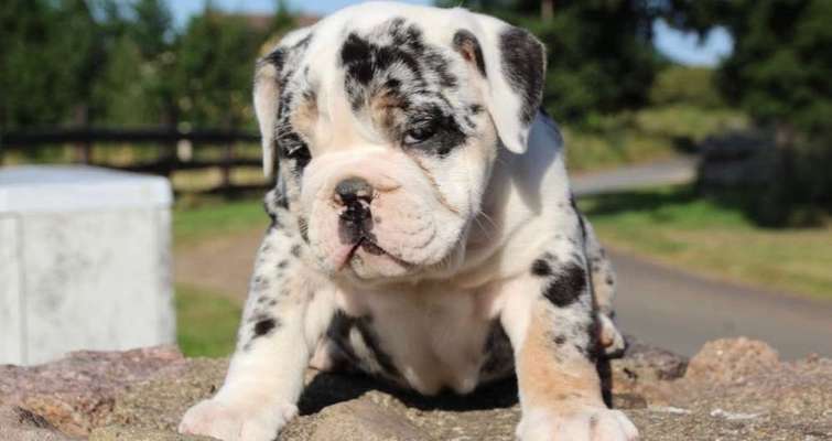 Welpen Bilder !-Beitrag-Bild