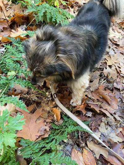 Radfahren mit Hund-Beitrag-Bild