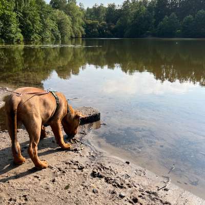 Hundetreffen-Spielkameraden gesucht-Bild