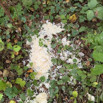 Giftköder-Reis mit gelber Flüssigkeit-Bild