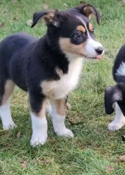 Lustigsten Bilder-Beitrag-Bild