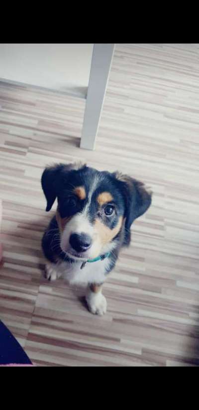 Welpen Bilder !-Beitrag-Bild