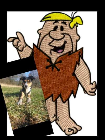 Wie heißt dein Hund?-Beitrag-Bild