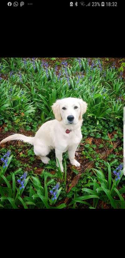 Die Dogorama Monats Challenge "Es grünt und blüht"-Beitrag-Bild