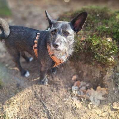 Hundetreffen-Gemeinsame Gassi-Runden-Bild
