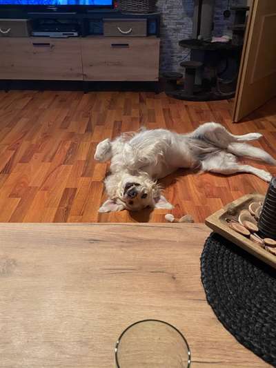 Fotosammlung: ,,Der natürliche Hund" Unbearbeitet, ungestellt und in Natura-Beitrag-Bild