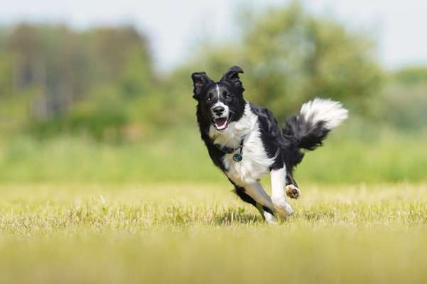 Hundetreffen-Freunde gesucht für gemeinsame Spaziergänge-Bild