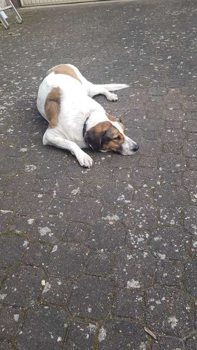 Herdenschutzhund-Beitrag-Bild