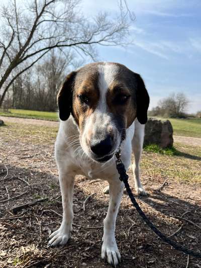 Herdenschutzhund-Beitrag-Bild