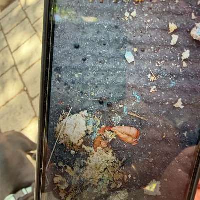 Giftköder-Brot mit Rattengift-Bild