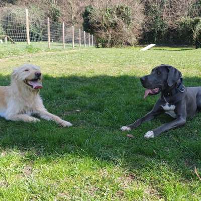 Hundetreffen-Spiel und Spaß mit einer Deutschen Dogge-Bild