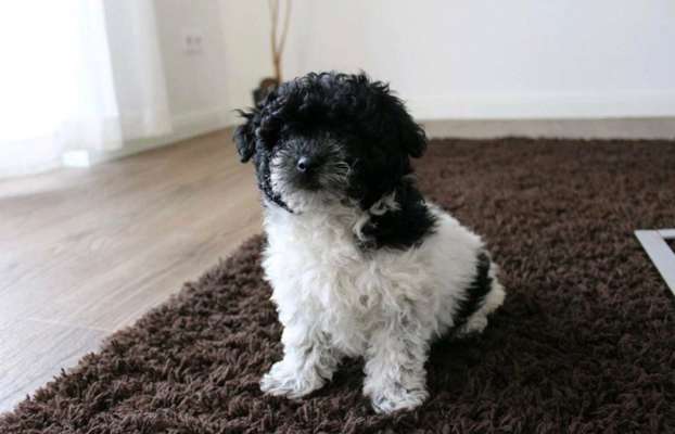 Welpen Bilder !-Beitrag-Bild