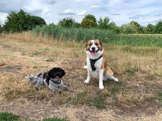 Bester Freund, Hundekumpel - zeigt her!-Beitrag-Bild