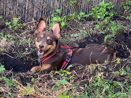 Mischlinge raten - Rätselspaß-Beitrag-Bild