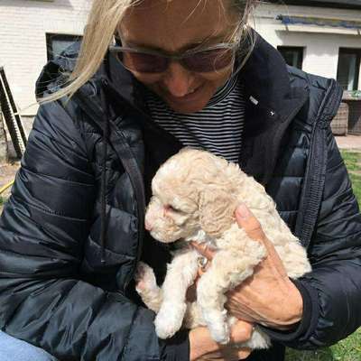 Hundetreffen-Welpentreffen-Bild