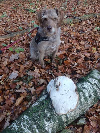 Hundeauslaufgebiet-Elchinger Forst-Bild