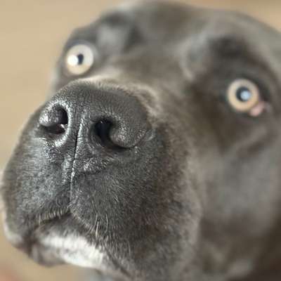 Hundetreffen-Wir suchen andere Hunde für gemeinsame Gassirunden. Schreibt uns einfach 😉-Bild