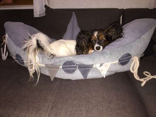 Nähen für Hunde-Beitrag-Bild