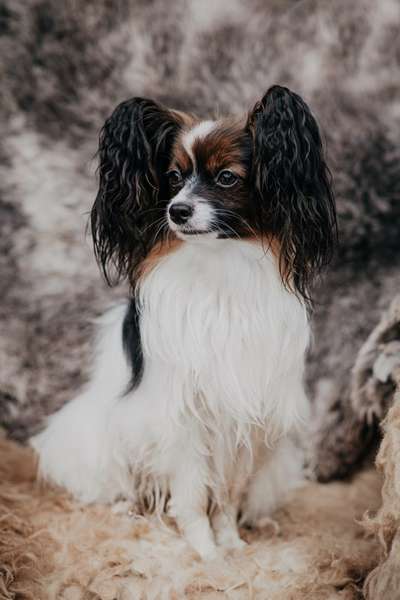 Reinrassige Hunde?-Beitrag-Bild