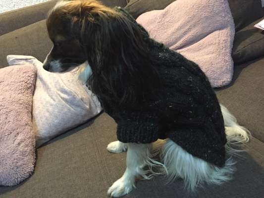 Nähen für Hunde-Beitrag-Bild