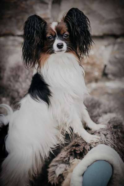 Wo sind die Papillon Besitzer?-Beitrag-Bild